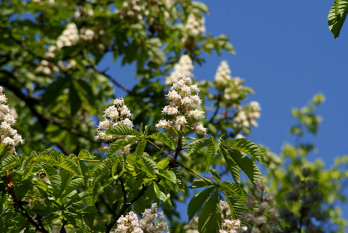 Kastanienblüte