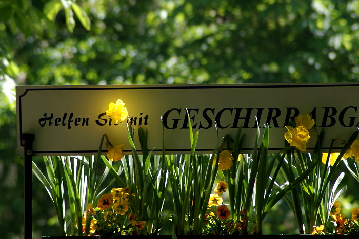Osterglocke im Licht
