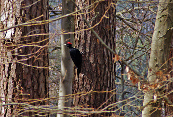 Schwarzspecht